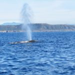 Gray Whale Spout off Point Loma San Diego
