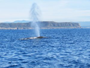 Gray Whale Spout off Point Loma San Diego